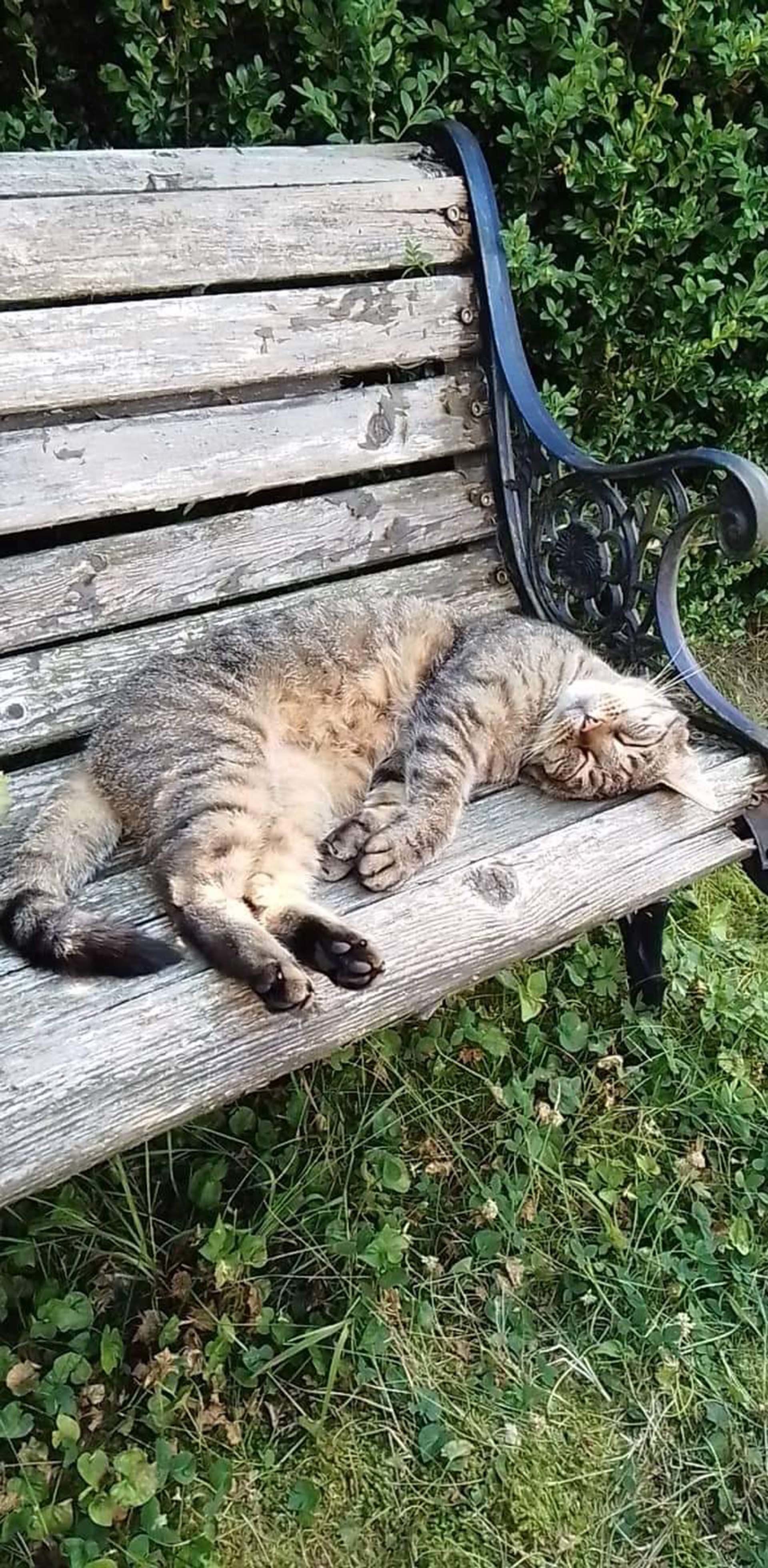 Im Garten von Misi Im Garten von Misi